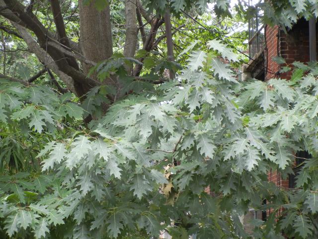 Foliage of a large northern red oak tree, showing large, deeply lobed leaves with sharp points, with a brick building showing behind the tree on the right