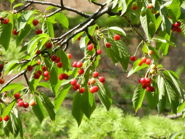 Small, bright red cherries, on a tree, with leaves and branches, in bright sunlight