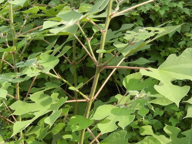 Leaves and young branches of a paper mulberry tree, showing large, deeply lobed leaves covered with dense hairs, branching from hairy stems in both opposite and alternate patterns.