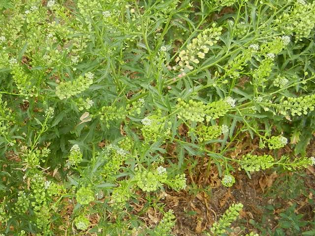 Peppergrass plant, showing unripe seedheads of numerous green, flat seeds, growing from a spindly-looking plant with thin, wiry, dark green leaves