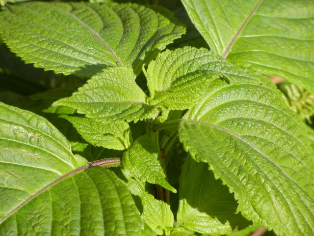 Closeup of a perilla plant, with broad, yellow-green opposite leaves, showing fine hairs on the leaves