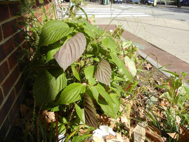 A perilla plant growing in a flower bed in an urban area