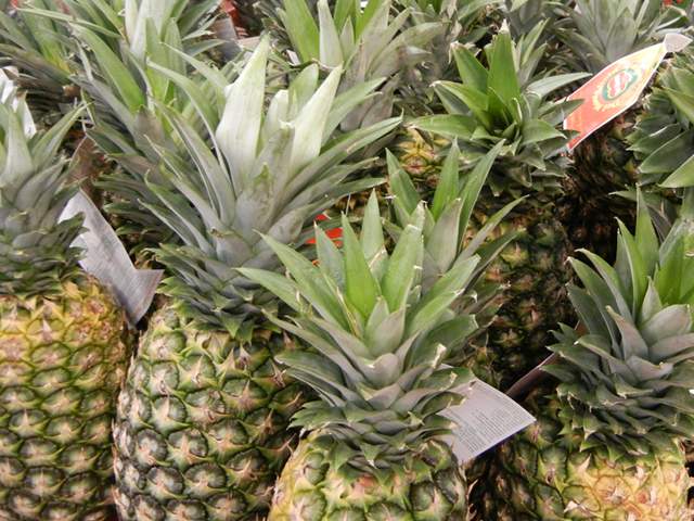 Whole Pineapple Fruit with tops