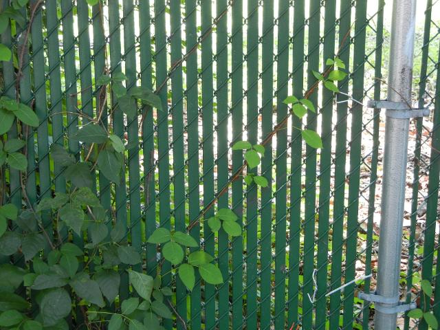 A poison ivy plant growing diagonally along a chain link fence with green slats in it