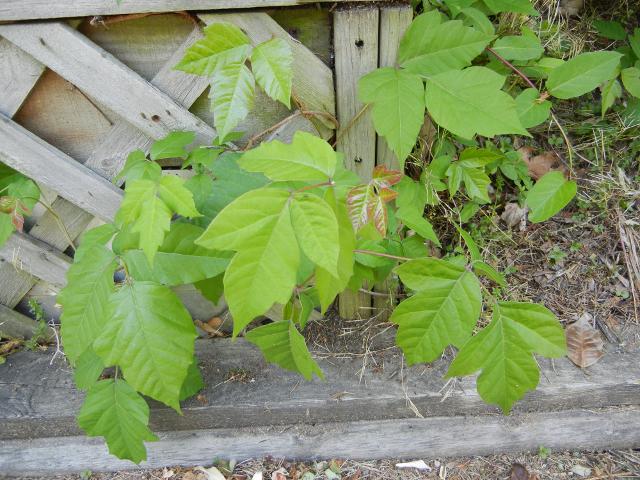 A small poison ivy plant with deeply-cut lobes on the leaflets, with a few leaves showing more than three leaflets