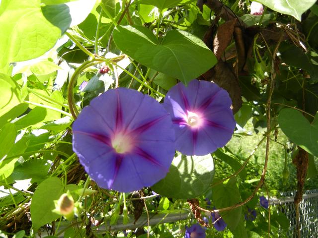 Two morning glory flowers, with light blue-purple blooms and red-purple veins, and white centers