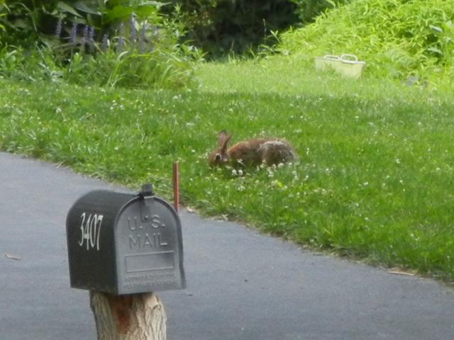 A mailbox, driveway, and pleasantly weedy lawn, with a wild rabbit eating something in the lawn