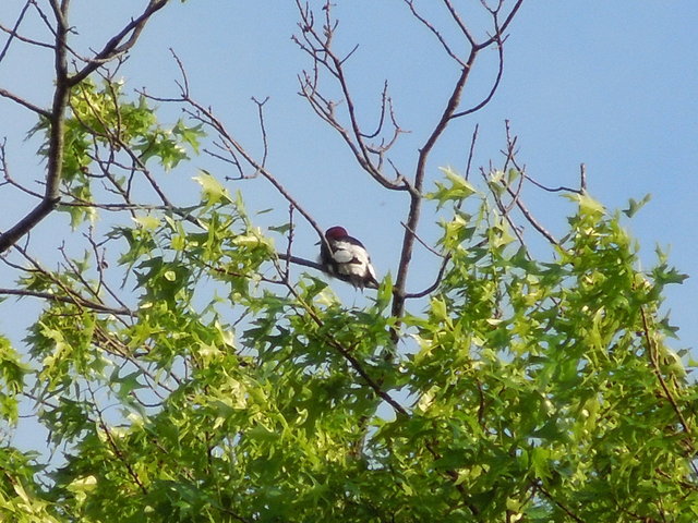 A woodpecker with a deep red head, and extensive white on the back, perched in a bare branch of an oak with lots of dense foliage underneath