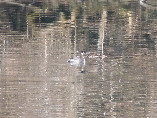 A somewhat blurry picture of a red-necked grebe in ripply water