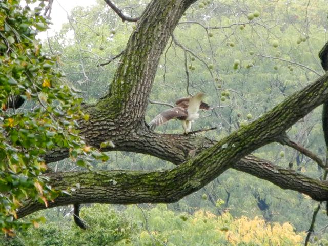 A red-tailed hawk carrying a large stick, in a black walnut tree