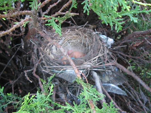 Photo of an American Robin nest in a cedar (Juniper) bush, showing characteristic round shape, with one blue egg visible, and a few nestlings