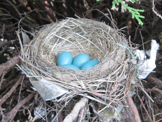 A robin nest, with small blue eggs, showing round, neat construction of sticks, mud, and a few pieces of trash, in a cedar (juniper) bush