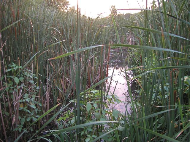 Wetlands with tall reeds and cattails, and a few small plants in the foreground, showing a brief patch of water and sky, the water reflecting clouds in a bright sky showing purplish colors of a sunset