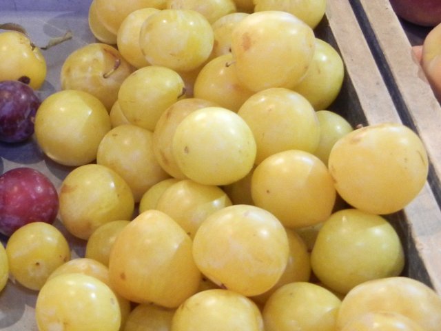 Shiro plums, pale yellow, slightly pointed plums