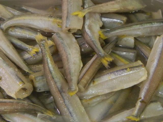 A bin of smelts, very small silvery-grey fish with heads removed and yellow-colored tail fins which are cut short