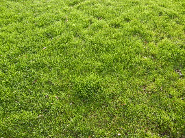 Uniform, yellow-green grass with not a sign of any other plants in it