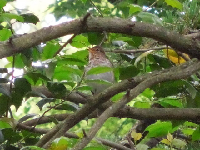 A swainson's thrush, singing in an American holly tree