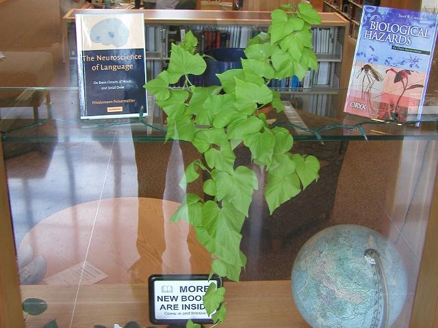 A sweet potato being grown indoors as a houseplant, in the window a library, with books, signs, and a globe