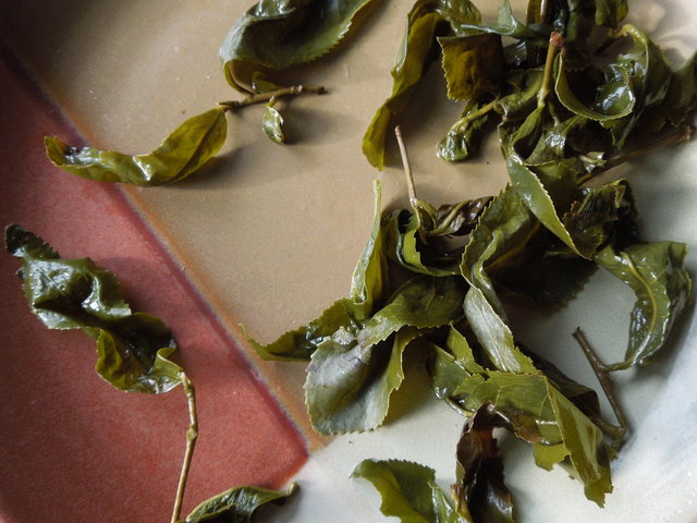 Large, intact leaves of oolong tea, attached to stems and showing lightly serrated edges