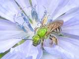Closeup of a bright metallic green colored bee on a light blue chickory flower