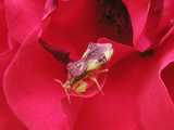 Maroon and green colored insect with powerful forearms, on an intense pinkish-red rose petal