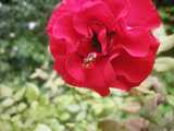 Bright red rose blossom with a dark red and green ambush bug on its petals, blurry rose leaves and other foliage in the background