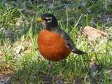 Male American Robin, chubby, with vibrant red breast, in grass, with scattered dead leaves