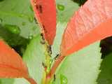 Red Camellia leaves, with black ants and tiny green aphids on them, and green leaves in the background