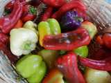 A basket with bell peppers and large sweet peppers in many different colors: red, green, purple, white