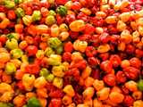 Assorted habanero peppers, small, bonnet-shaped peppers, red, orange, green, and yellow