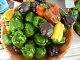 A basket of bell peppers, containing mostly green, but many dark purple and some yellow and red peppers