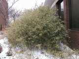 Bamboo, mostly brown and yellow, unhealthy looking, with snow on the ground
