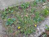 A segment of grass near a sidewalk, with violets and dandelions blooming, and clover