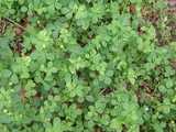 Photo of black medic, a small, clover-like plant with three leaves, showing a few small clusters of tiny yellow flowers