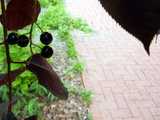 Four small black cherries on a branch, on the left, showing some red serrated leaves from the tree, and a brick sidewalk to the right