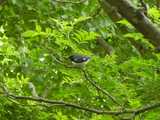 A black-throated blue warbler, small bird with black face and throat, white breast and underside, and gray-blue back, in a tree