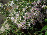 Closeup of blue wood aster flowers in a flower bed