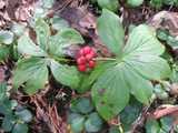 Photo of a plant on the forest floor with a cluster of bright red berries, and two radially arranged sets of leaves with well-defined veins.