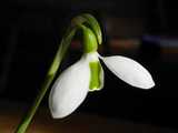 Closeup of White Snowdrop Flower and Green Stem