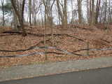 A fence that has bizarre twists and distorted patterns in it, against a winter scene of leaves in a forest
