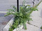 An elm seedling coming up between low concrete barriers at the edge of the parking lot between the lot and the sidewalk, near a signpost