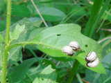 Small beetle grubs, showing white bodies with black spots and brown heads