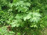 A young giant hogweed plant, with immense parsley-like leaves, sprouting out amongst other numerous leafy plants in spring