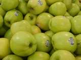 Many large, yellowish-green apples with a mostly round shape