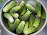 A metal bowl containing numerous small cucumbers, showing dark green color fading to white, with blunt rounded ends