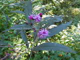 Ironweed, with dark green leaves and vibrant purple flowers, with one leaf showing damage from a leaf borer