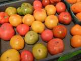 An assortment of large heirloom tomatos, all large in size, but different colors and shapes, yellow, green, pink, red, orange, some striped, some lumpy, some smooth