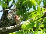 A male house finch, showing bright red wash on head, stubby gray bill, and streaked breast, in a black walnut tree, with sturdy gray limbs and young foliage yellow-green in bright sunlight