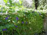 Blue-purple morning glories blooming, on a chain link fence, sunlight filtering through