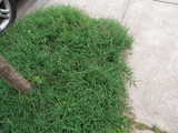A dense mat of blue-green grass